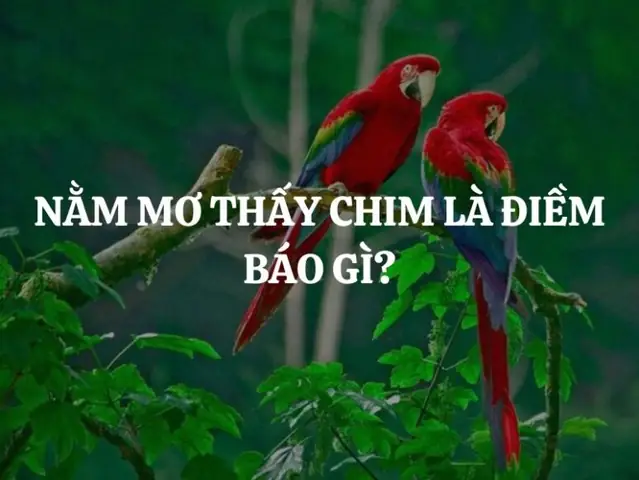 Giải Mã Giấc Mơ Thấy Bắt Chim: Điềm Báo Và Ý Nghĩa Sâu Xa Từ Tiềm Thức