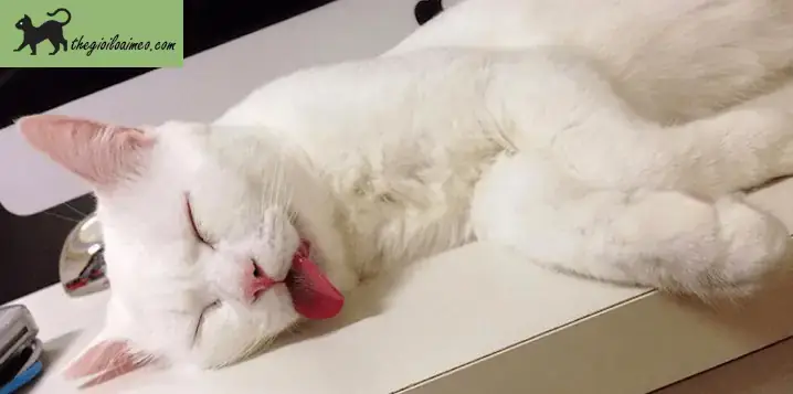 Giải Mã Giấc Mơ Thấy Bắt Chuột: Điềm Báo Gì & Con Số May Mắn