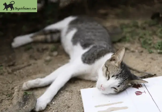 Giải Mã Giấc Mơ Thấy Bắt Chuột: Điềm Báo Gì & Con Số May Mắn