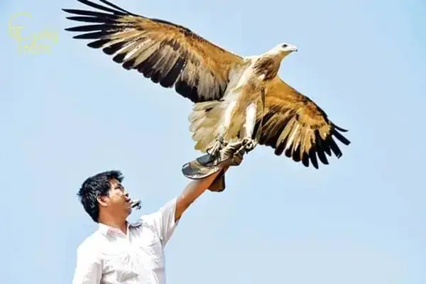 Giải Mã Giấc Mơ Thấy Bắt Được Chim Đại Bàng: Điềm Báo, Ý Nghĩa & Con Số May Mắn