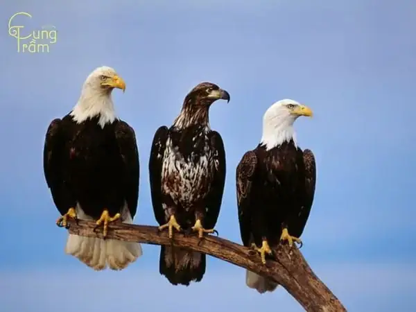 Giải Mã Giấc Mơ Thấy Bắt Được Chim Đại Bàng: Điềm Báo, Ý Nghĩa & Con Số May Mắn