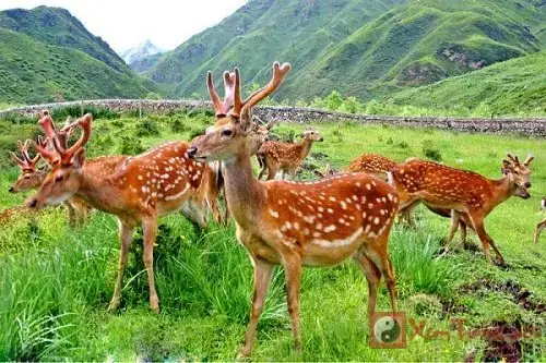 Giải Mã Giấc Mơ Thấy Bắt Được Hươu: Điềm Lành Hay Dữ?