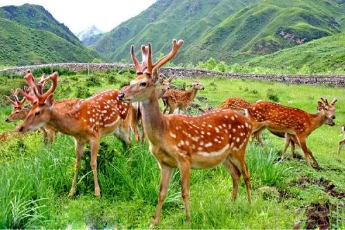 Giải Mã Giấc Mơ Thấy Bắt Được Hươu: Điềm Lành Hay Dữ?