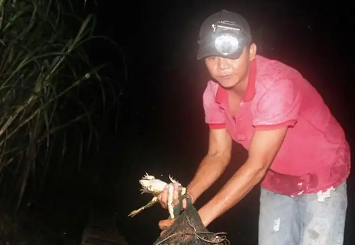 Giải Mã Giấc Mơ Thấy Bắt Ếch: Điềm Lành Hay Dữ? Ý Nghĩa Tâm Linh & Số Mắn