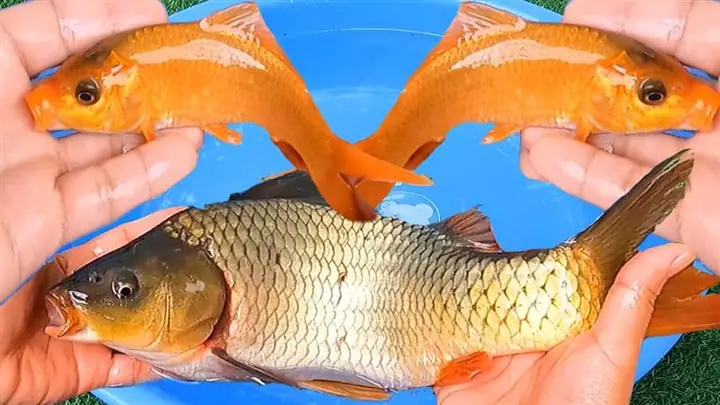 Giải Mã Giấc Mơ Thấy Cá Chép: Điềm Báo Tâm Linh Và Những Con Số May Mắn