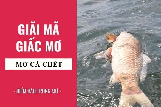 Giải Mã Giấc Mơ Thấy Cá Chết: Điềm Báo Gì Và Các Con Số May Mắn