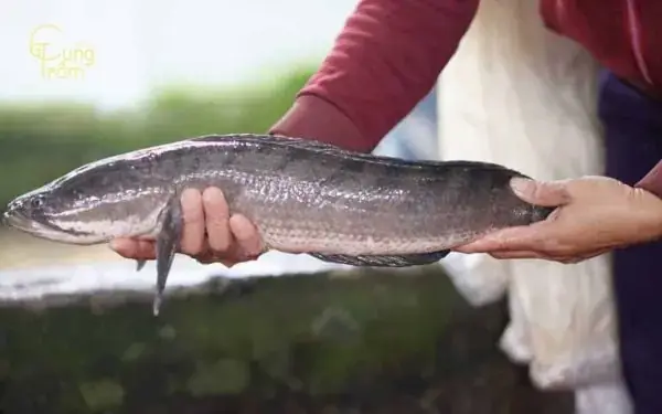 Giải Mã Giấc Mơ Thấy Cá Lóc: Ý Nghĩa, Điềm Báo Và Con Số May Mắn