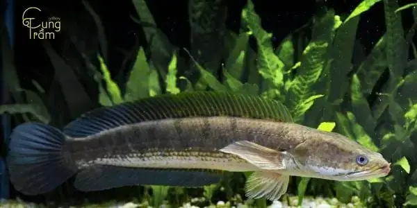 Giải Mã Giấc Mơ Thấy Cá Lóc: Ý Nghĩa, Điềm Báo Và Con Số May Mắn