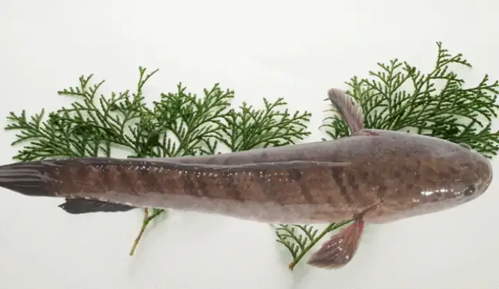 Giải Mã Giấc Mơ Thấy Cá Lóc Nằm Trên Bờ: Điềm Báo Gì Và Ý Nghĩa Tâm Lý Sâu Sắc