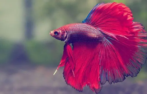 Giải Mã Giấc Mơ Thấy Cá Mắc Cạn: Điềm Báo Gì Và Cách Hóa Giải