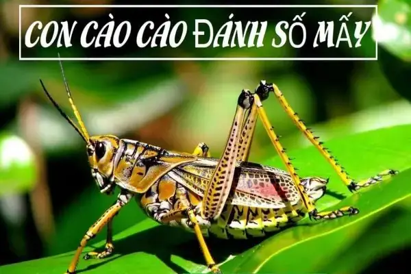 Giải Mã Giấc Mơ Thấy Cào Cào: Điềm Báo Gì & Con Số May Mắn