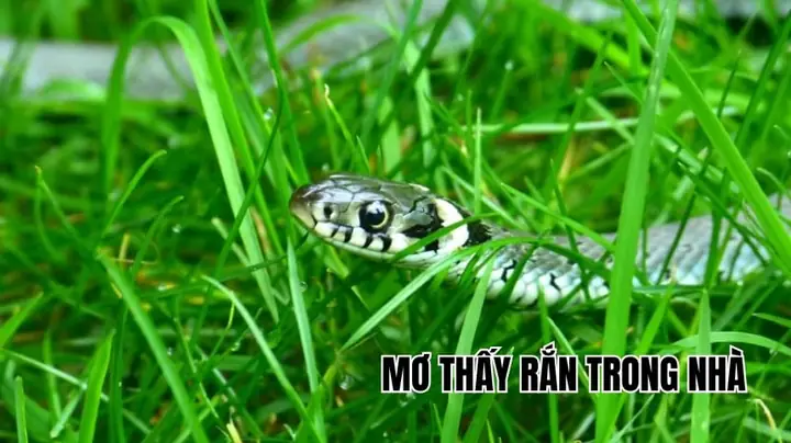 Giải Mã Giấc Mơ Thấy Chài Cá: Chi Tiết Từ A-z Cho Từng Trường Hợp