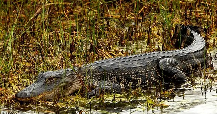 Giải Mã Giấc Mơ Thấy Chày Cá: Điềm Báo Tốt Xấu & Con Số May Mắn