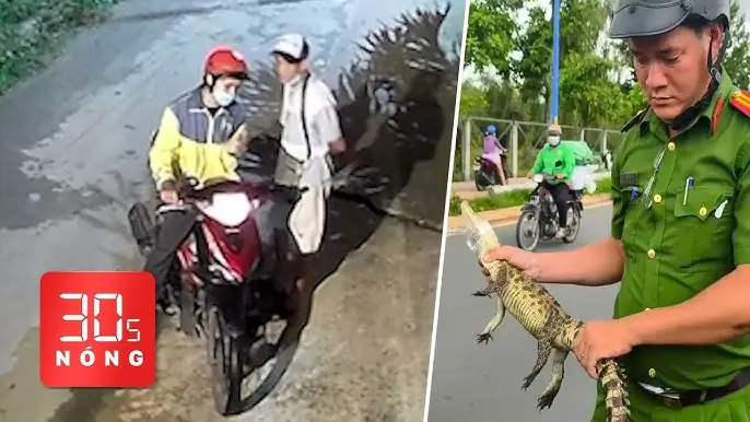 Giải Mã Giấc Mơ Thấy Chày Cá: Điềm Báo Tốt Xấu & Con Số May Mắn