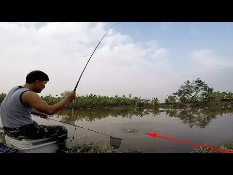 Giải Mã Giấc Mơ Thấy Chày Cá: Điềm Báo Tốt Xấu & Con Số May Mắn