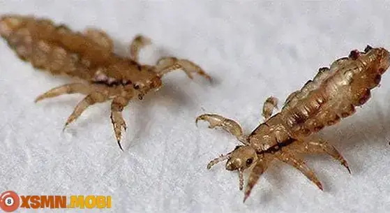 Giải Mã Giấc Mơ Thấy Chấy Rận: Điềm Báo Gì Và Nên Đánh Con Số May Mắn Nào?