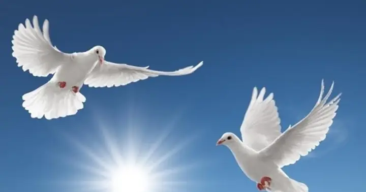 Giải Mã Giấc Mơ Thay Chim Con: Những Điềm Báo Và Ý Nghĩa Tâm Linh