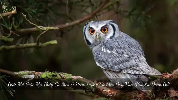 Giải Mã Giấc Mơ Thấy Chim Cu Gáy: Điềm Báo Và Con Số May Mắn