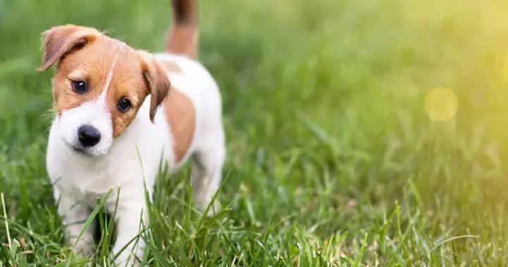 Giải Mã Giấc Mơ Thấy Chó Con: Điềm Báo Gì Và Con Số May Mắn Liên Quan