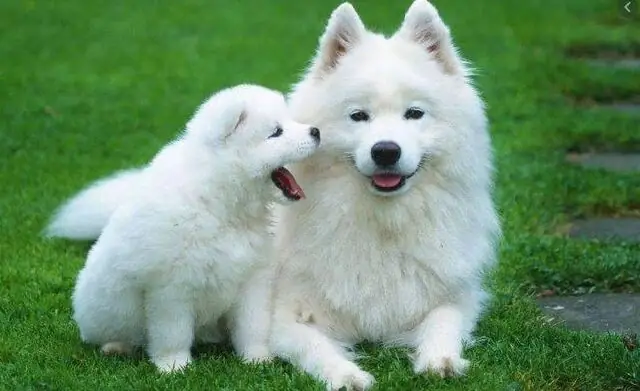 Giải Mã Giấc Mơ Thay Chó: Những Điềm Báo Và Ý Nghĩa Tâm Linh Thú Vị