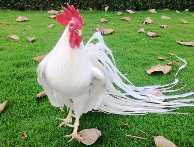 Giải Mã Giấc Mơ Thấy Cho Gà Trống: Những Điềm Báo Và Ý Nghĩa Đằng Sau