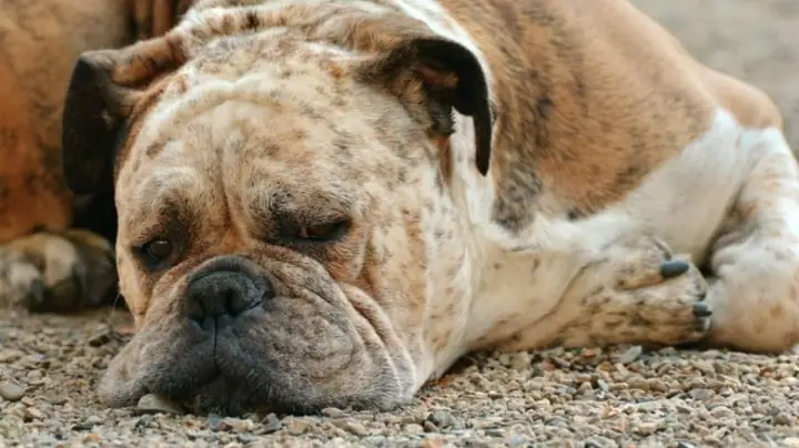 Giải Mã Giấc Mơ Thấy Chó Vàng: Điềm Báo Tâm Linh Và Con Số May Mắn