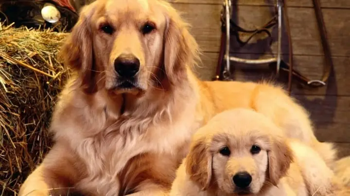 Giải Mã Giấc Mơ Thấy Chó Vàng: Điềm Báo Tâm Linh Và Con Số May Mắn