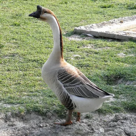 Giải Mã Giấc Mơ Thấy Ngỗng: Điềm Báo Tâm Linh Và Con Số May Mắn