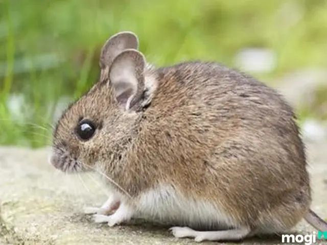 Giải Mã Giấc Mơ Thấy Chuột: Điềm Báo Gì Và Những Con Số May Mắn Ẩn Sau?