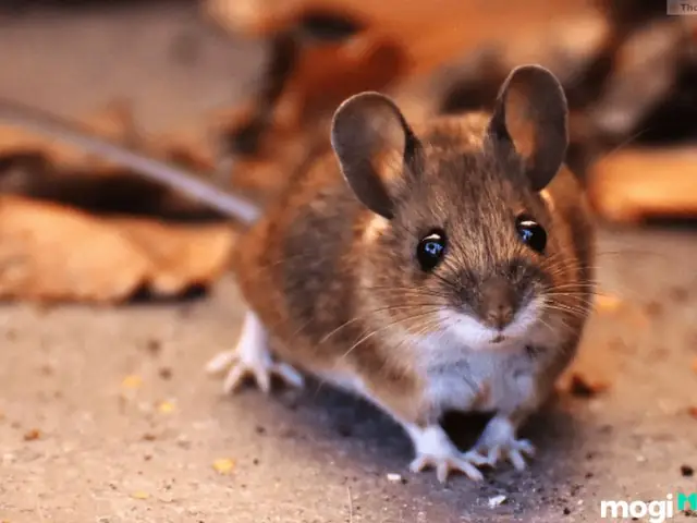 Giải Mã Giấc Mơ Thấy Chuột: Điềm Báo Gì Và Những Con Số May Mắn Ẩn Sau?