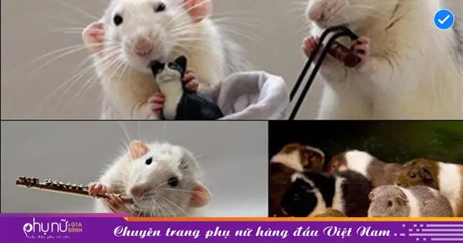 Giải Mã Giấc Mơ Thấy Chuột Cắn Tay: Điềm Báo Gì Và Các Con Số May Mắn