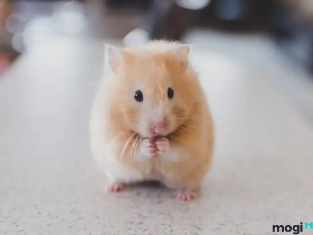 Giải Mã Giấc Mơ Thấy Chuột: Điềm Báo Gì Và Những Con Số May Mắn Ẩn Sau?