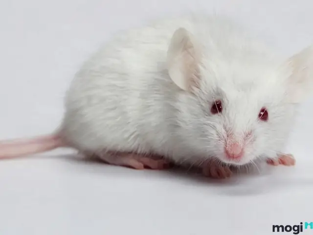 Giải Mã Giấc Mơ Thấy Chuột: Điềm Báo Gì Và Những Con Số May Mắn Ẩn Sau?