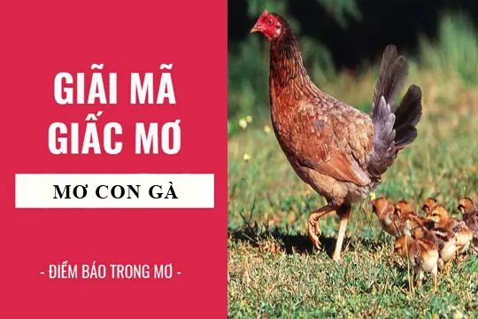 Giải Mã Giấc Mơ Thấy Con Gà: Điềm Báo Gì Và Con Số May Mắn Liên Quan