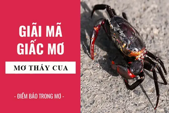 Giải Mã Giấc Mơ Thấy Con Ghẹ: Điềm Báo Gì Và Con Số May Mắn