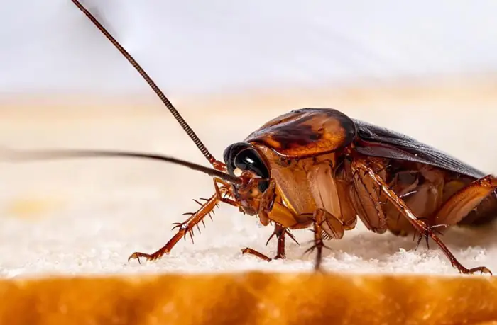 Giải Mã Giấc Mơ Thấy Con Gián: Điềm Báo Gì Và Con Số May Mắn Liên Quan