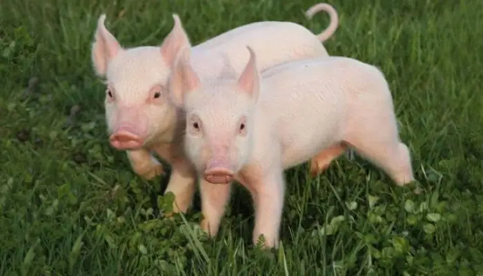 Giải Mã Giấc Mơ Thấy Con Heo: Điềm Báo Tốt Xấu & Thông Điệp Tâm Linh