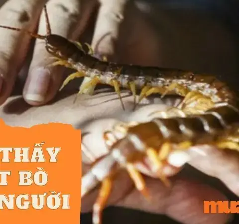 Giải Mã Giấc Mơ Thấy Con Rết To: Điềm Báo Gì Và Cách Xử Lý
