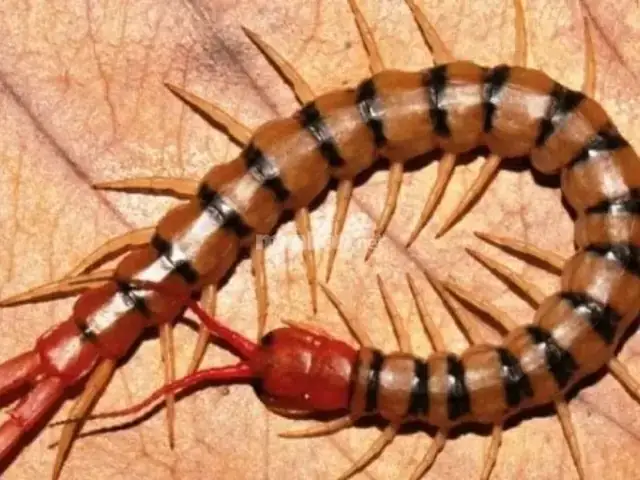 Giải Mã Giấc Mơ Thấy Con Rết To: Điềm Báo Gì Và Cách Xử Lý