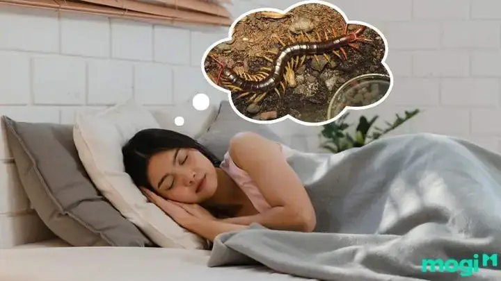 Giải Mã Giấc Mơ Thấy Con Rết To: Điềm Báo Gì Và Cách Xử Lý