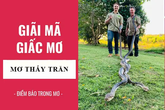 Giải Mã Giấc Mơ Thấy Con Trăn: Điềm Báo Tâm Linh Và Những Con Số May Mắn