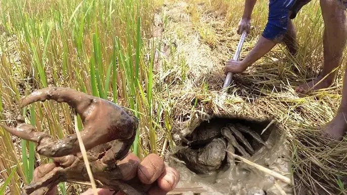 Giải Mã Giấc Mơ Thấy Cua Đồng: Đọc Vị Điềm Báo Và Hóa Giải An Nhiên