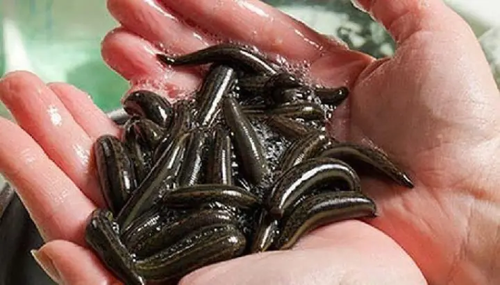 Giải Mã Giấc Mơ Thấy Đỉa Bám Vào Chân: Chi Tiết Các Điềm Báo Và Ý Nghĩa