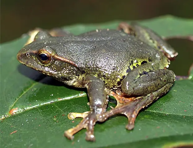 Giải Mã Giấc Mơ Thấy Ếch Trong Mưa: Chi Tiết Ý Nghĩa Đằng Sau