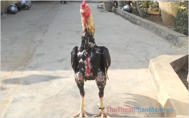 Giải Mã Giấc Mơ Thấy Gà: Điềm Lành Hay Dữ Và Các Con Số May Mắn