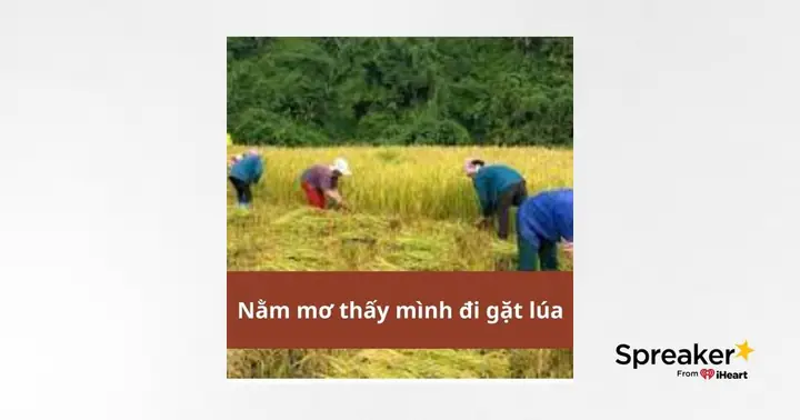 Giải Mã Giấc Mơ Thấy Gặt Lúa: Điềm Báo Gì & Con Số May Mắn