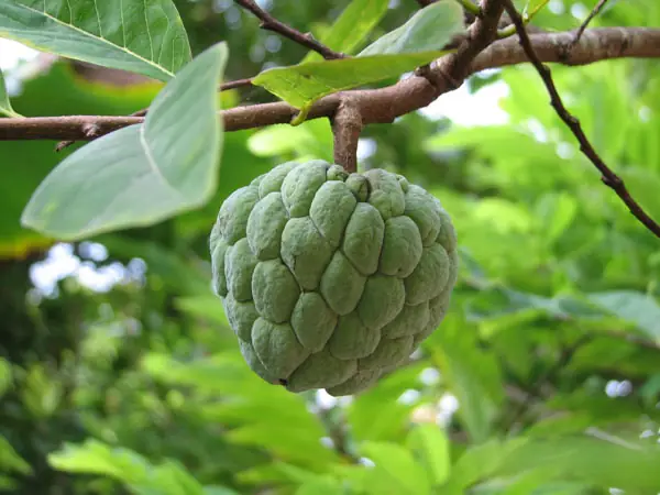 Giải Mã Giấc Mơ Thấy Hải Cẩu: Điềm Báo Gì Và Những Con Số May Mắn