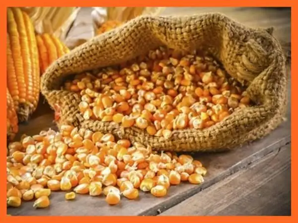 Giải Mã Giấc Mơ Thấy Hạt Ngô: Điềm Báo Gì & Con Số May Mắn