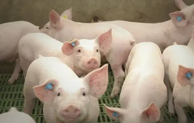 Giải Mã Giấc Mơ Thấy Heo Cắn: Điềm Báo Gì Và Con Số May Mắn Ẩn Chứa