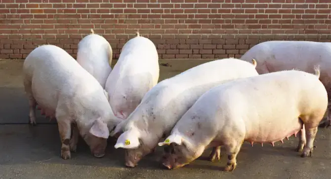 Giải Mã Giấc Mơ Thấy Heo Cắn: Điềm Báo Gì Và Con Số May Mắn Ẩn Chứa